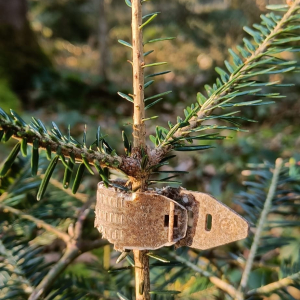 Verbissener Verbissschutz