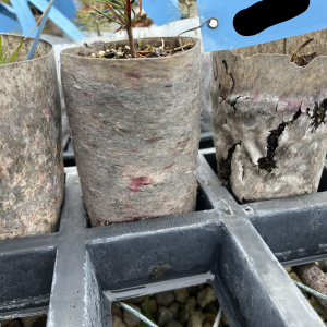 Pflanztopf 1/2 Jahr Vergleich