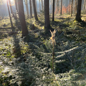 Verbissschutz Stärke 1